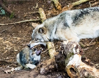 Wolf Wall Art Print, Wolf Art, Wolf Pup, Mother Wolf, wolf photo, wolf picture, grey wolf, wolf gift, wildlife photography, nature lover