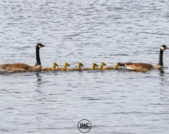 Canada Goose Print, Goslings, Bird Wall Art, Bird Photography, Goose Art, Bird Photo, Bird Print, Gift for Him, Gift for Her