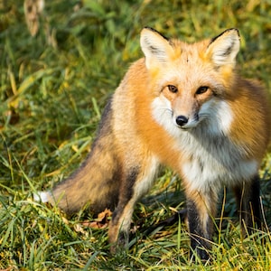 Red Fox, Fox Photography, Fine Art Photography, Wildlife Photography, Animal Photography, Fox Gift Fox Wall Art, Home Décor