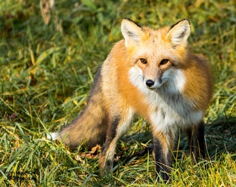 Red Fox, Fox Photography, Fine Art Photography, Wildlife Photography, Animal Photography, Fox Gift Fox Wall Art, Home Décor