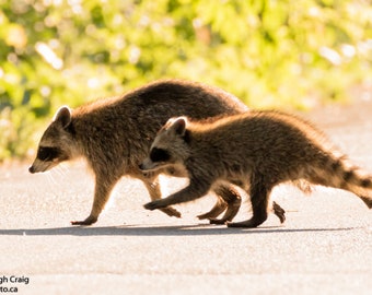 Raccoon Print, Animal Photography, Wildlife Photo, Gifts, Baby Raccoon, Raccoon Art, Raccoon Pictures, Raccoon Photo, Wildlife Photography