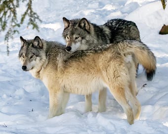 Grey Wolf Canvas Wall Art, Wolf Couple Wildlife Photography, Rustic Cabin Decor, Wolf Lover Gift