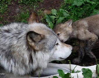 Wolf Canvas Wall Art, Wolf and Pup Photography, Wildlife Canvas Print, Rustic Cabin Decor, Wolf Lover Gift, Nature Wall Art