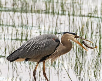 Blue Heron Fishing Wall Art Canvas – Great Blue Heron Photo Print, Bird Nature Photography, 20x20, Wildlife Wall Decor, Bird Lover Gift