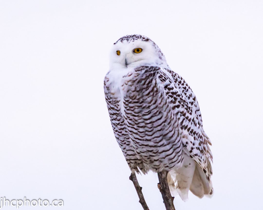 Snowy Owl Print, Bird Photography, Owl Art, Owl Wall Art, Bird Print ...