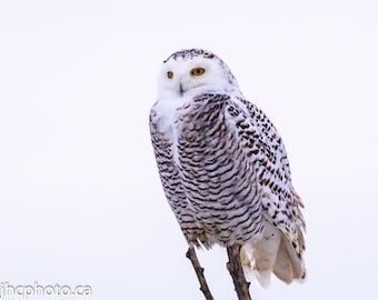 Snowy Owl Print, Bird photography, Owl Art, Owl Wall Art, Bird Print, Owl Picture, Owl, Cute Owl, Owl Bird, Owl Photo, Gift for Him