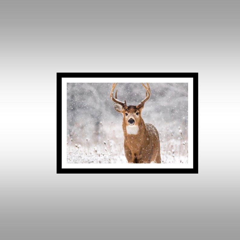 Deer Wall Art Deer Picture Buck Deer Art Deer Photography Deer Love Deer Print Whitetail Deer Print Animal Photography Deer