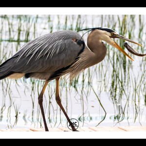 K&ouml;nnte beinhalten: Ein Graureiher mit grauem und wei&szlig;em Gefieder steht auf einem Holzsteg und h&auml;lt einen Fisch in seinem Schnabel. Der Vogel ist vor dem Hintergrund von Wasser und Schilf platziert, mit einem schwarz-wei&szlig;en Rahmen.