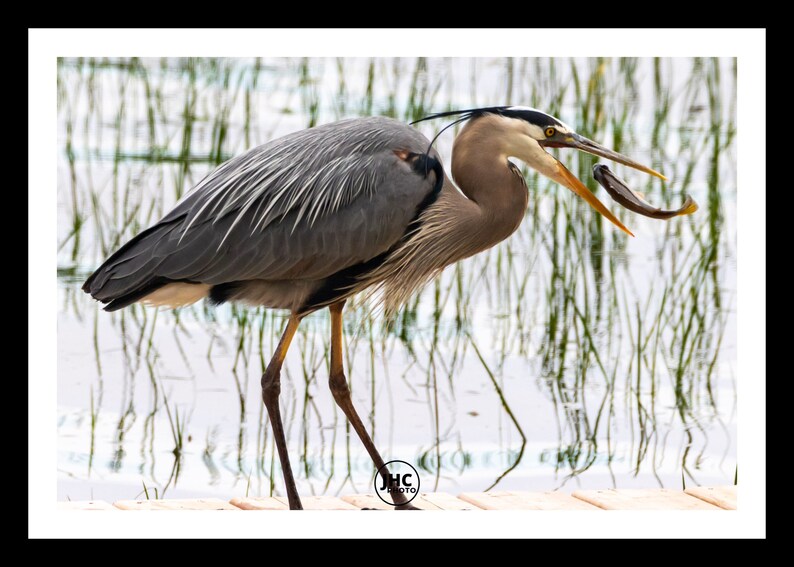 K&ouml;nnte beinhalten: Ein Graureiher mit grauem und wei&szlig;em Gefieder steht auf einem Holzsteg und h&auml;lt einen Fisch in seinem Schnabel. Der Vogel ist vor dem Hintergrund von Wasser und Schilf platziert, mit einem schwarz-wei&szlig;en Rahmen.