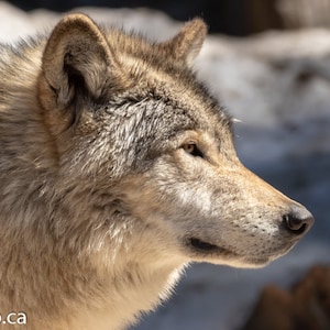 Grey Wolf Wall Art Canvas, Wolf Photography, Wolf Gift, Grey Wolf, Wolf Photo, Wildlife Print, Wildlife Photography, Wall Art Canvas