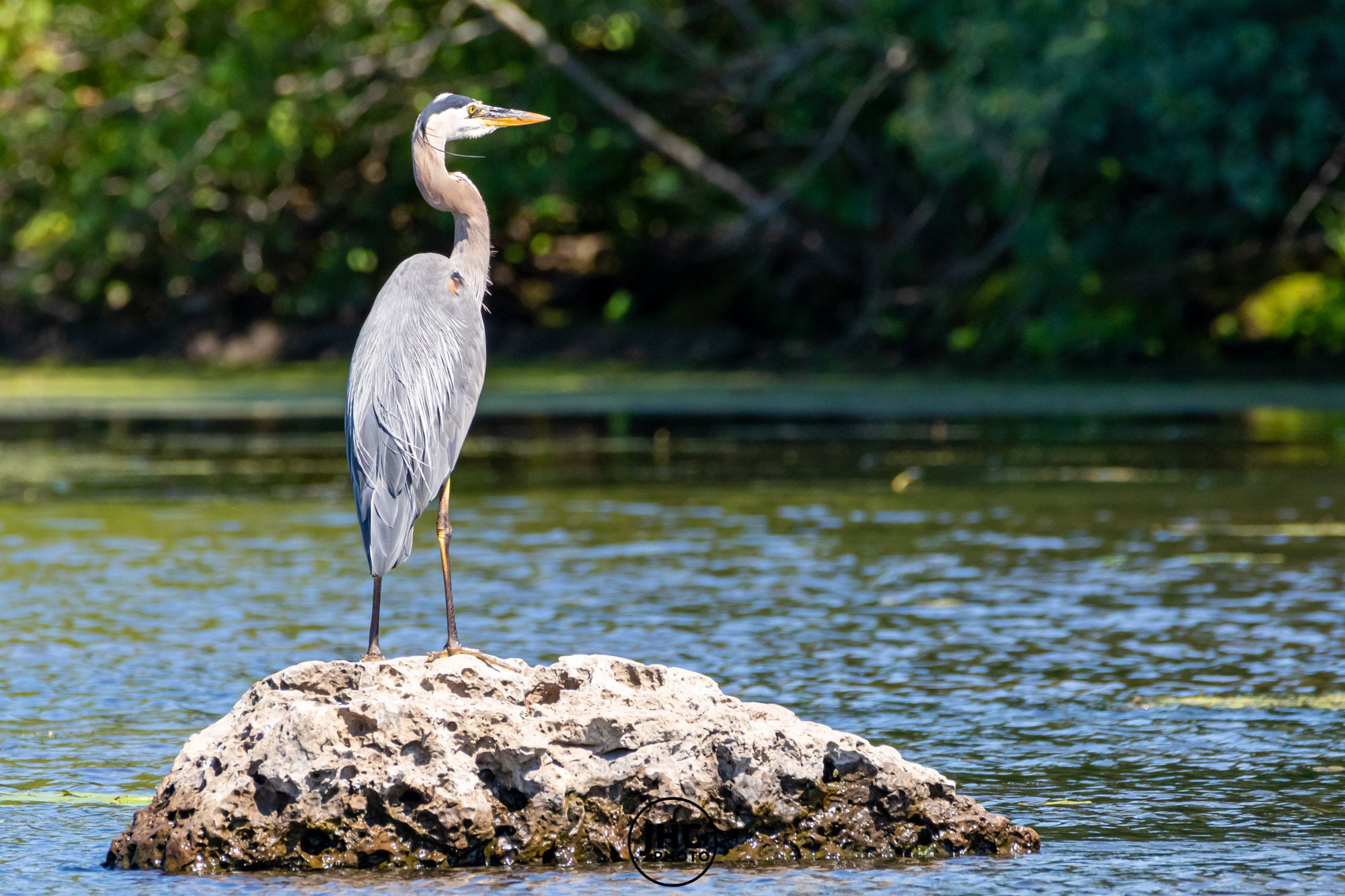 Blue Heron Print, Bird Photography, Heron Bird, Great Blue Heron, Heron Photography, Heron Art, Heron Wall Art, Heron Picture, Heron Gift