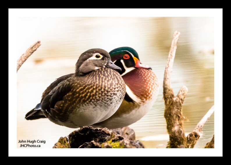 Duck Print Wood Ducks Duck Gift Ducks Bird Photography Etsy