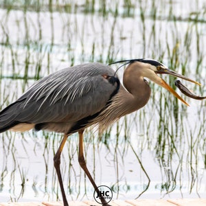 A great blue heron catching a fish in the river. The heron is tossing a the fish in the air in order to swallow the fish.