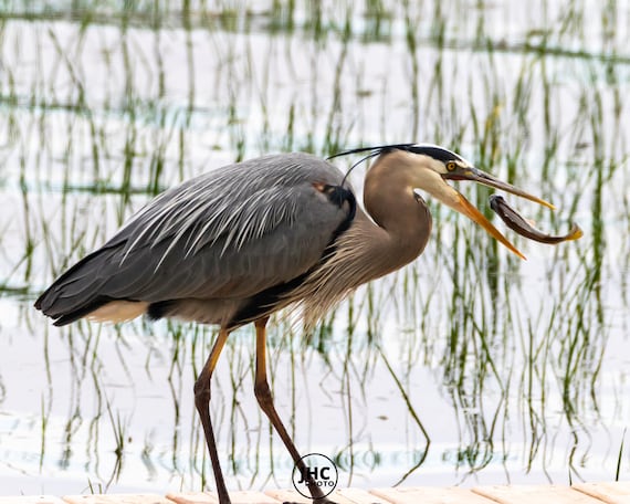 Bird Photographs, Fine Art Photography, Wildlife Wall Decor, Bird Wall Art, Great Blue Heron Print, Blue Heron Fishing