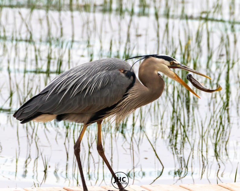 A great blue heron catching a fish in the river. The heron is tossing a the fish in the air in order to swallow the fish.