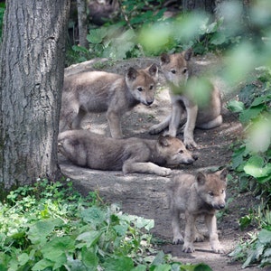 Gray Wolf Pups Wall Art Canvas, Wildlife Photography, Wolf Photography, Wolf Wall Art, Wolf Canvas, Wolf Art, Wolf Decor