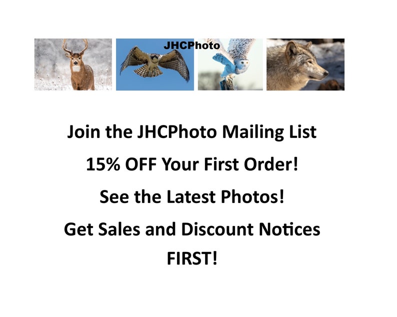 May include: A white background with a text overlay that reads "Join the JHCPhoto Mailing List 15% OFF Your First Order! See the Latest Photos! Get Sales and Discount Notices FIRST!"  The text is in black and the background is white. There are three images of animals in the background. The images are of a deer, an owl, and a wolf.