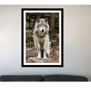 May include: A gray wolf stands on a tree stump in a forest setting. The wolf is looking directly at the camera with a serious expression. The wolf's fur is a mix of gray and white.