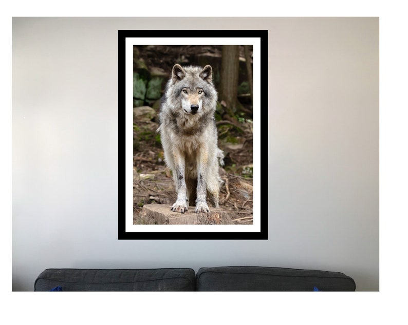 May include: A gray wolf stands on a tree stump in a forest setting. The wolf is looking directly at the camera with a serious expression. The wolf's fur is a mix of gray and white.