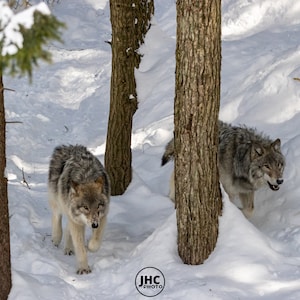Gray Wolves Wall Art Canvas, Original Wildlife Photography, Wolf Photography, Wolf Wall Art, Original Wolf Canvas, Fine Art, Gray Wolf