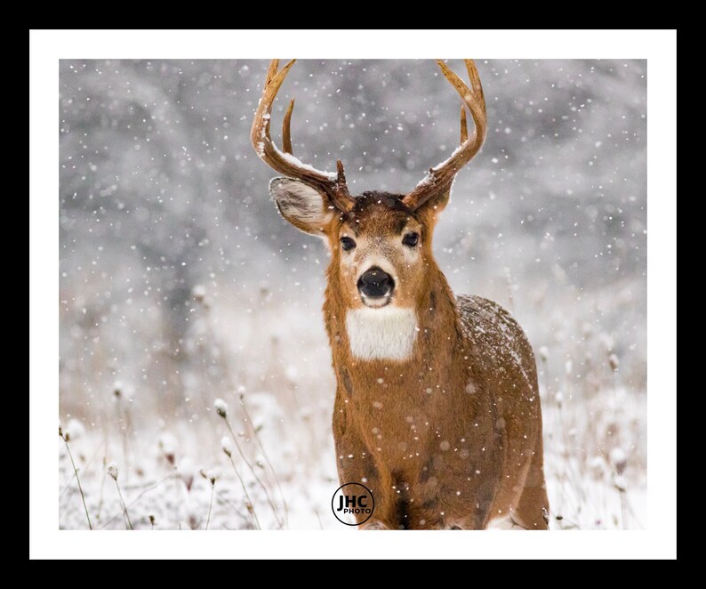 Deer Wall Art Print Deer Wall Decor Deer Lover Buck Deer Etsy