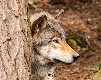 Wolf Print, Wolf Art, Wolf Picture, Wildlife Photography, Wall Art, Wolf Photo, Wolf Photography, Wolf decor, Wolf Gift