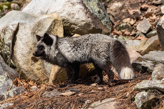 Silver Fox, Fox Art, Fox Photo, Woodland Animals, Wildlife