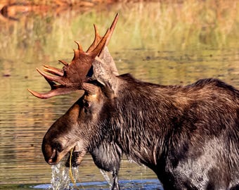 Bull Moose Canvas Wall Art, Moose Canvas Print, Moose Cabin Decor, Wildlife Photography, Rustic Lodge Wall Decor