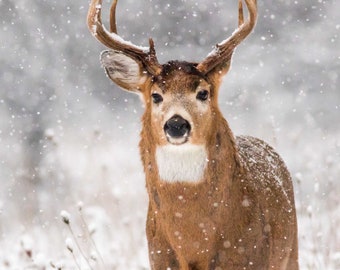 Buck Deer Canvas Wall Art, Christmas Gift, Limited Edition, 16x16 Canvas