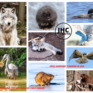 May include: A collage of images featuring various Canadian wildlife, including a wolf, a porcupine, a loon, a snowy owl, an osprey, a great blue heron, a beaver, and a black bear. The images are arranged in a grid pattern and feature a variety of backgrounds, including forests, lakes, and snow.