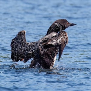 Loon Canvas, Common Loon, Loon Decor, Loon Art, Bird Photography, Bird Art, Loon Gift, Loon Wall Art, Bird Art, Bird Print, Cabin Art