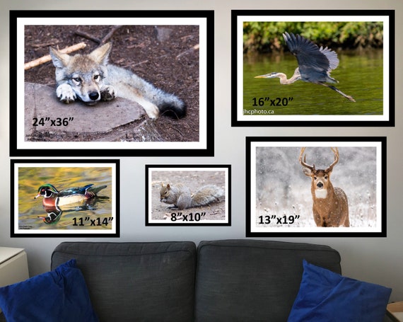 Silver Fox, Fox Art, Fox Photo, Woodland Animals, Wildlife