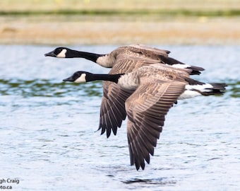 Canada Geese, Goose Art, Goose Print, Goose Gift, Goose Wall Art, Cute Geese, Goose Home Decor, Geese Print, Bird Photography, Geese Flying