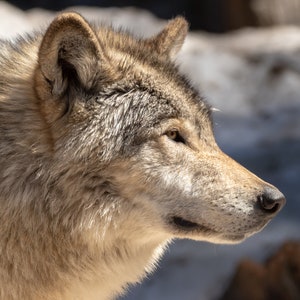 Grey Wolf Print, Wolf Art, Wolf Love, Wildlife Photography, Wolf Gift, Wolf Wall Decor, Wolves, Fathers Day, Fathersday Gift