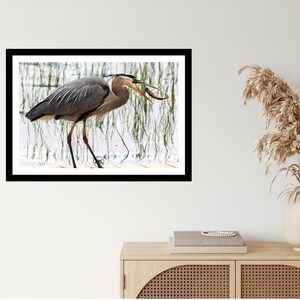 K&ouml;nnte beinhalten: Gerahmter Druck eines Graureihers mit einem Fisch im Schnabel. Der Vogel hat graue und blaue Federn, lange Beine und einen langen Hals. Der Hintergrund zeigt Wasser und Schilf. Der Druck ist in einem schwarzen Rahmen und wird an einer wei&szlig;en Wand gezeigt.