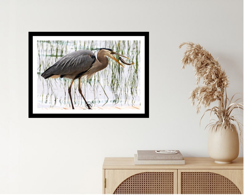 K&ouml;nnte beinhalten: Gerahmter Druck eines Graureihers mit einem Fisch im Schnabel. Der Vogel hat graue und blaue Federn, lange Beine und einen langen Hals. Der Hintergrund zeigt Wasser und Schilf. Der Druck ist in einem schwarzen Rahmen und wird an einer wei&szlig;en Wand gezeigt.