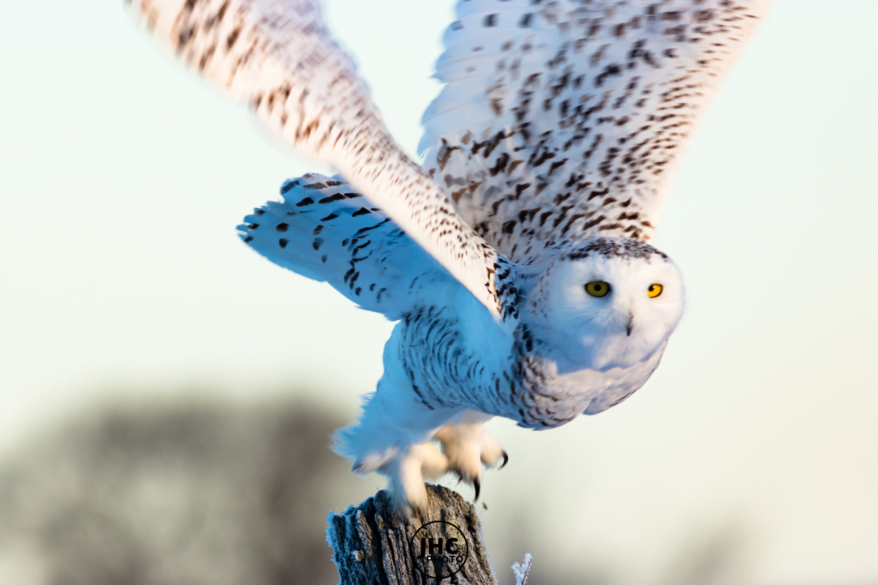 Owl Wall Art, Owl Decor, White Owl, Snowy Owl, Owl Art, Flying Owl, Owl Wall Art, Owl Lover Gift, Bi