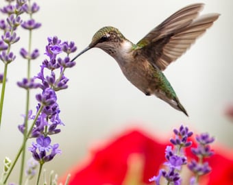 Hummingbird Canvas Wall Art, Hummingbird Photography Print, Lavender Bird Wall Decor, Wildlife Nature Canvas, Bird Lover Gift