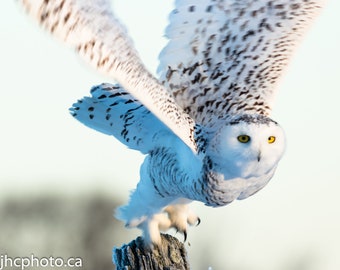 Snowy Owl Print, Owl Art, Owl Wall Art, Owl Photo, Snowy Owl, Owl Picture, Bird Photography, Wildlife Print,Nature Photo Print, Gift for Him