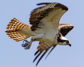Osprey Canvas Wall Art - Limited Edition, 16x16 Canvas Decor, Unique Bird Gift, Nature Inspired Home Decor