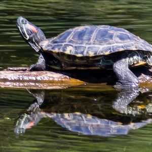 May include: A red-eared slider turtle with a green and black shell is perched on a log in a pond. The turtle is looking up and its reflection is visible in the water.