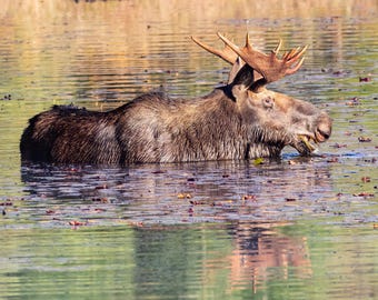 Bull Moose Wall Art Canvas, Moose Photography, Canadian Wildlife Art, Wildlife Photography, Cabin & Cottage Decor