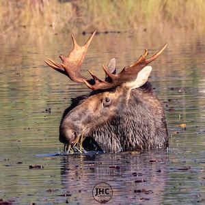 Bull Moose Wall Art Print, Moose Wall Decor, Cabin Decor, Moose Art, Moose Lover Gift, Moose Print, Wildlife Photography, Moose Photo
