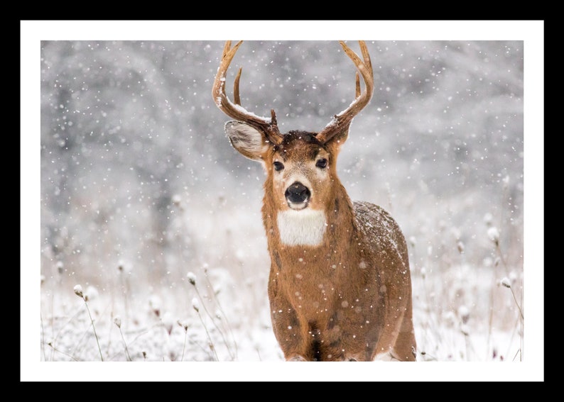 Deer Wall Art Deer Picture Buck Deer Art Deer Photography Deer Love Deer Print Whitetail Deer Print Animal Photography Deer