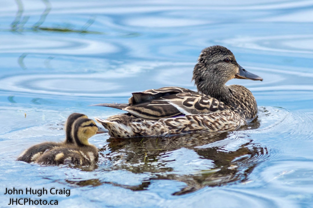 Duck Family Print, Duckling, Mother Duck, Mothers Day, Duck Wall Art