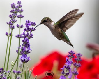 Hummingbird Wall Art Print, Hummingbird Photography, Hummingbird Art, Hummingbird Wall Decor, Bird Photography, Bird Art