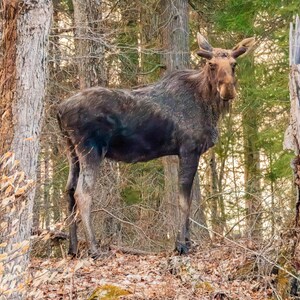 Cow Moose, Moose Canvas Print, Moose Gifts, Moose Wall Print, Moose Art, Moose Nursery, Moose Wall Decor, Moose Home Decor, Moose Photo