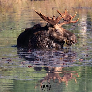 Bull Moose Print, Moose Wall Art, Wildlife Art, Moose Art Print, Nature Wall Decor, Cabin Decor, Moose Art, Moose Gift