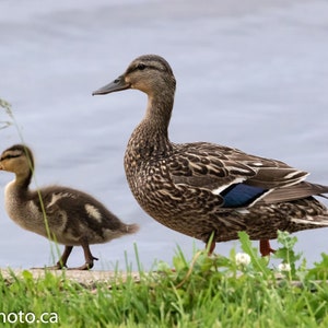 Mothers Day Ducks Wall Art Print, Duck Photography, Duck Art, Mother Duck, Baby Duck, Duckling, Gift for Mom,Duck Print, Duck Art