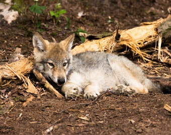 Wolf Pup Print, Wolf Pup, Wolf Art, Timber Wolf, Baby Wolf, Wildlife Photography,Wolf, Animal Print, Animal Photography,Gift for Him